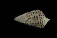 藏品(白葚蟹守螺)的圖片